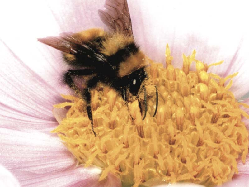 Abejas silvestres y polinización. Autor: Guiomar Nates-Parra
