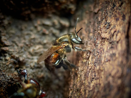 Miel por Bosque - Manual de manejo de abejas sin&nbsp;aguij&oacute;n