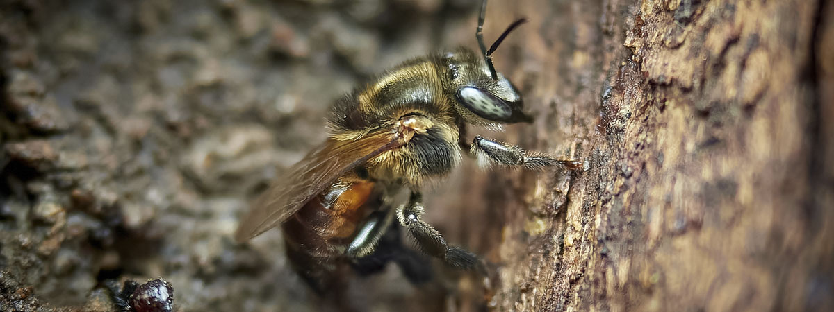 Miel por Bosque - Manual de manejo de abejas sin aguijón