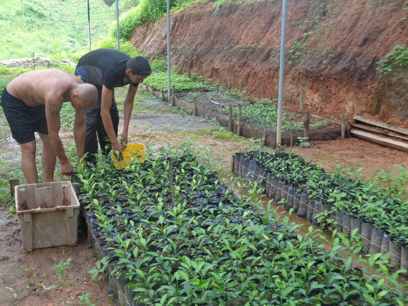 Producción de plantas melícolas