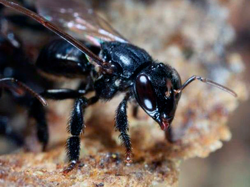 Primer reporte confirmado de una enfermedad bacteriana de cría en abejas sin aguijón